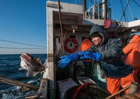 Jeff Kneebone, a marine biologist with the Massachusetts Division of Marine Fisheries, releases a freshly-tagged Atlantic cod into Massachusetts Bay. Credit: John Clarke Russ