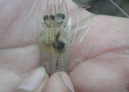 The new rapid diagnostic test detects EMS in shrimps - an onging problem, particularly in Asia