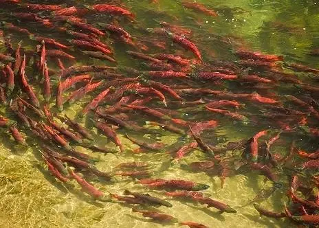 Bristol Bay – the largest sockeye salmon fishery in the world Photo: Ben Knight
