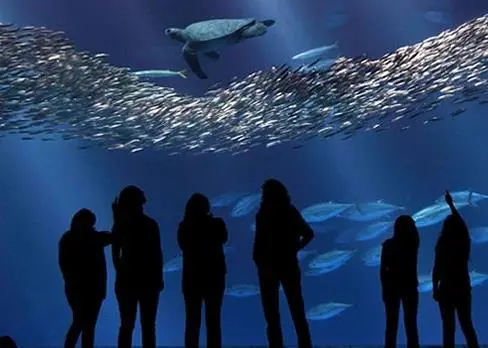 Researchers have identified fish in the Monterey Bay Aquarium using DNA analysis Photo: ©Monterey Bay Aquarium/Randy Wilder