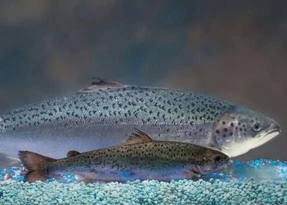 AquaBounty says the genetically modified salmon (background) grows to market size faster than conventional salmon (foreground). Photo: AquaBounty Technologies