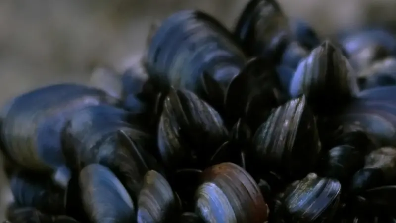 Dredging not only catches the targeted blue mussels, it also leaves the seafloor deserted and difficult to recolonise