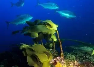 More than 350 species have been identified so far at Gorringe Bank Photo: OCEANA/Juan Cuetos