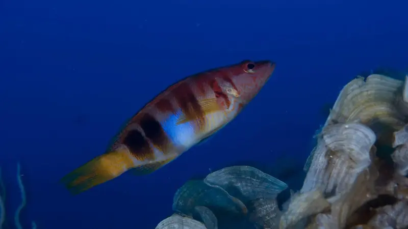 Oceana says the seismic surveys will 'harm' several species including cetaceans, sea turtles and fish. Photo: OCEANA/Carlos Suárez