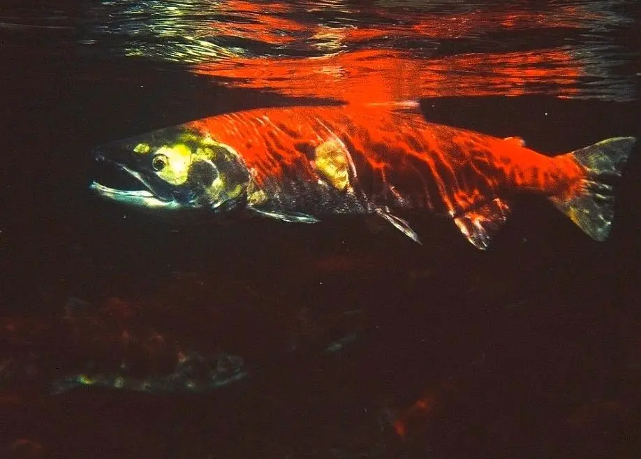 Partners of Unimak Maritime Group's sockeye salmon fisheries have been certified sustainable. Photo: Lloyd Guenther/Marine Photobank