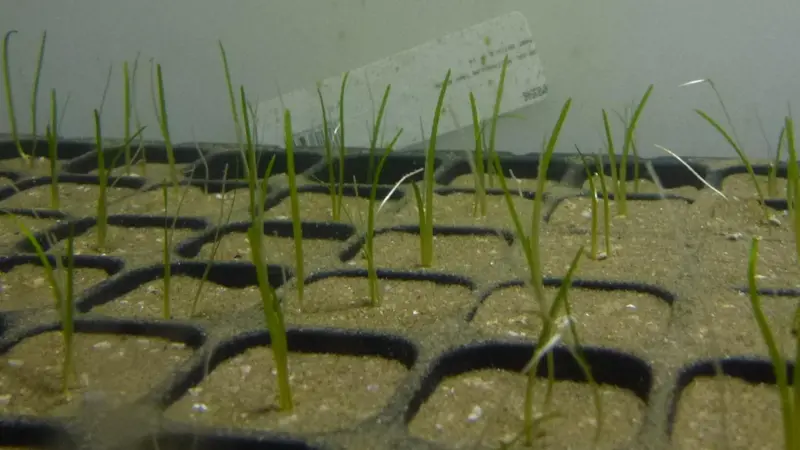 Seagrass seedlings growing underwater in the Centre for Sustainable Aquatic Research at Swansea University