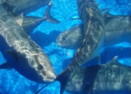 Greater amberjack, a species with great potential for the Mediterranean aquaculture. Photo: Hellenic Centre Marine Research (HCMR)