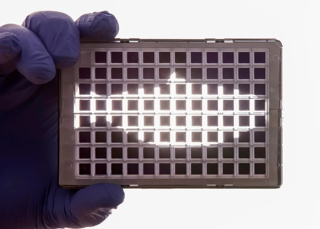 The  new SNP  chip is the 'first' high-density genotyping array for Atlantic salmon