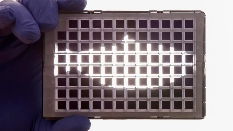 The  new SNP  chip is the 'first' high-density genotyping array for Atlantic salmon