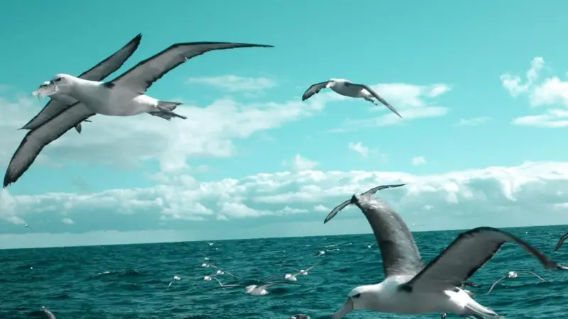 Seabirds in flight. Credit: AFMA 2014