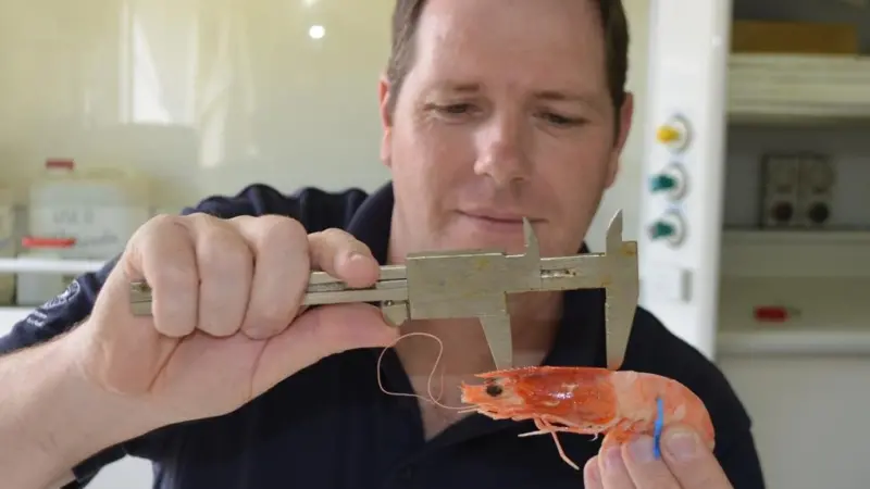 SARDI research scientist Dr Craig Noell measuring the carapace length (head and thorax) of a female prawn which had travelled at least 27km within the central part of the gulf before being recaptured by prawn fishers. She had grown 4.5mm to 44.5...