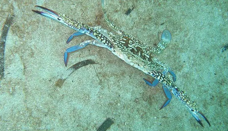 Blue Swimming Crab stocks in the Philippines are now protected from overfishing Photo: Flickr/ Juuyoh Tanaka