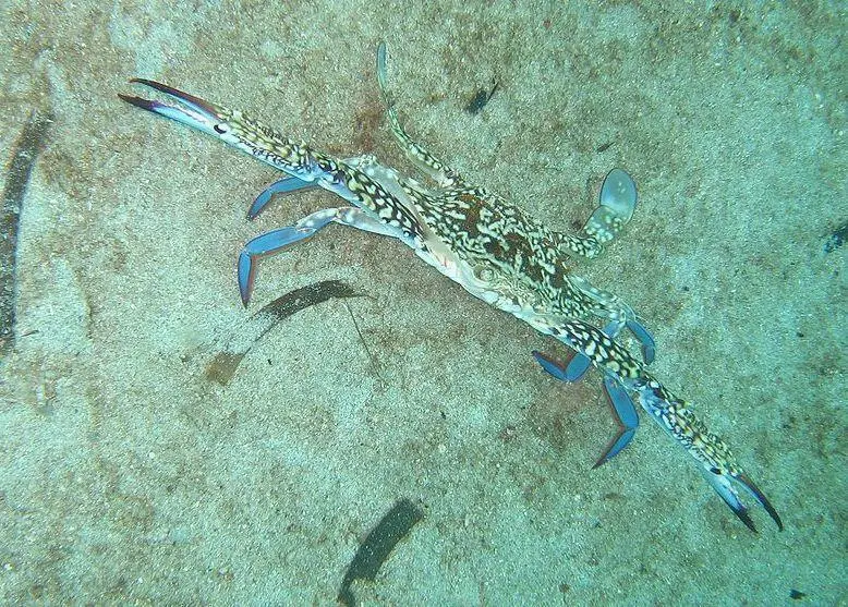 Blue Swimming Crab stocks in the Philippines are now protected from overfishing Photo: Flickr/ Juuyoh Tanaka