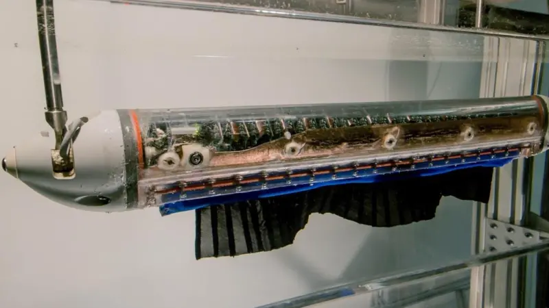 Northwest University's robotic fish uses mimics the real life attributes of the Black Ghost knifefish