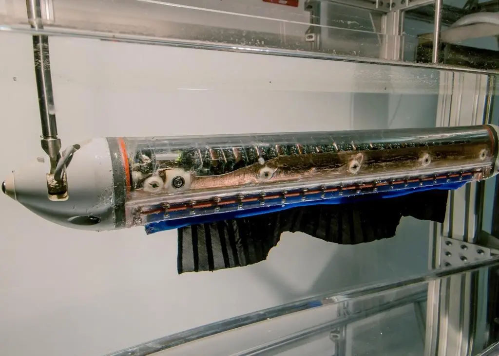 Northwest University's robotic fish uses mimics the real life attributes of the Black Ghost knifefish