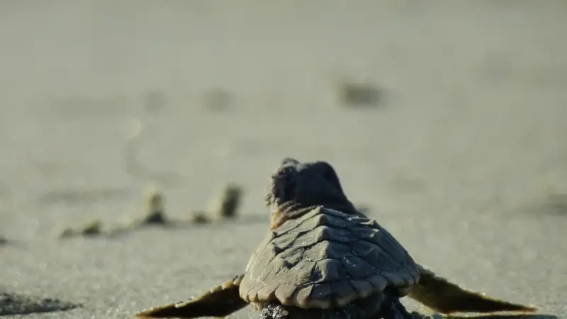 Conservation groups said that shrimp trawlers operating in the southeast United States capture and kill over 53,000 endangered sea turtles each year Photo: Becky Skiba / USFWS