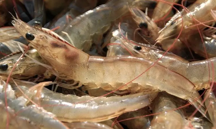 The shrimp standard has been handed over to the ASC