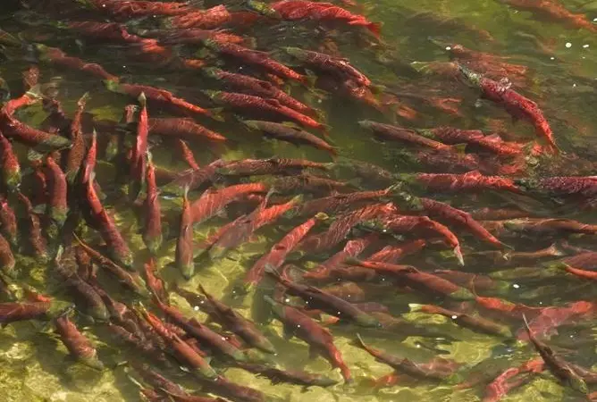The Pebble Mine would pose a risk to Alaska's wild salmon. Photo: Ben Knight