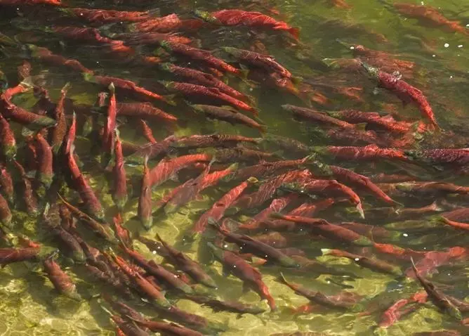 The Pebble Mine would pose a risk to Alaska's wild salmon. Photo: Ben Knight