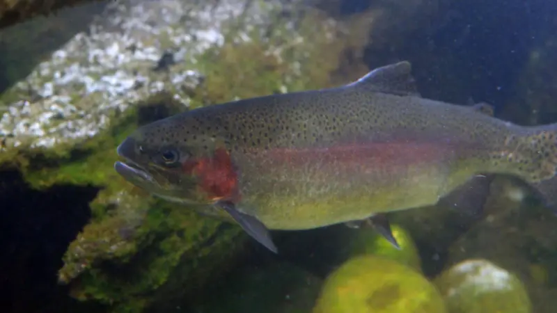 Fatty fish like rainbow trout can boost good cholesterol levels. Photo: Gerick Bergsma 2010/Marine Photobank