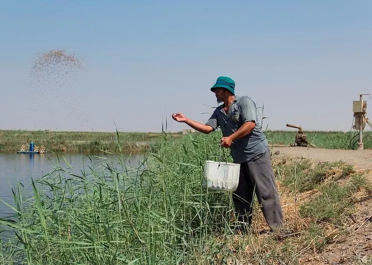 The training videos aim to strengthen Egypt's aquaculture industry. Photo: Samuel Stacey/WorldFish