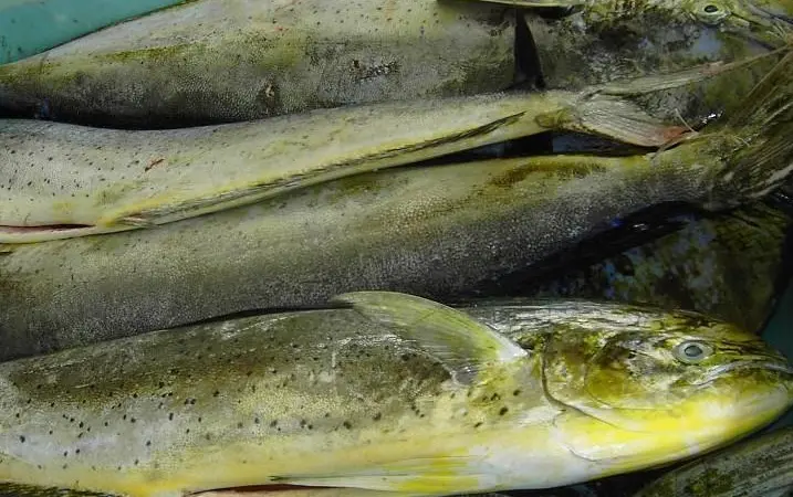 The fishery is the first Mahi Mahi in the world to enter the MSC certification programme. Photo: Hans Hillewaert