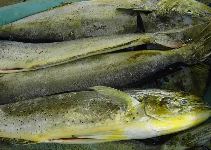 The fishery is the first Mahi Mahi in the world to enter the MSC certification programme. Photo: Hans Hillewaert