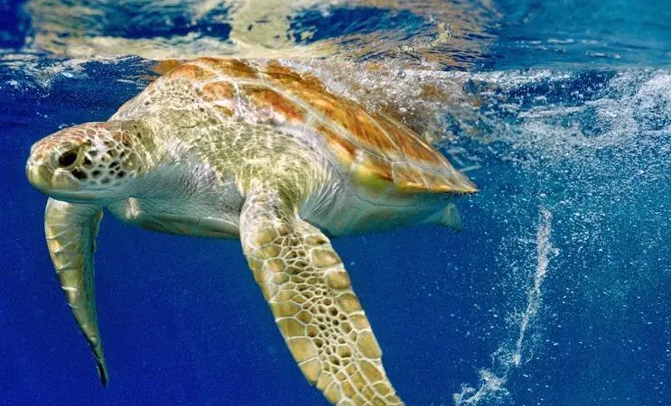 The report has found that bycatch remains a significant problem in US fisheries. Credit: ProjetoTamar Brazil/MarinePhotobank