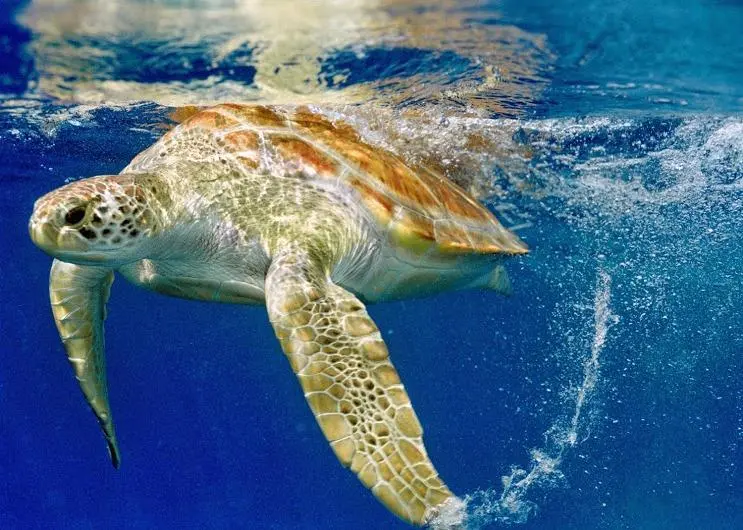 The report has found that bycatch remains a significant problem in US fisheries. Credit: ProjetoTamar Brazil/MarinePhotobank