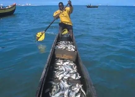 Returning from a sardine fishing expedition. Credit: FAO