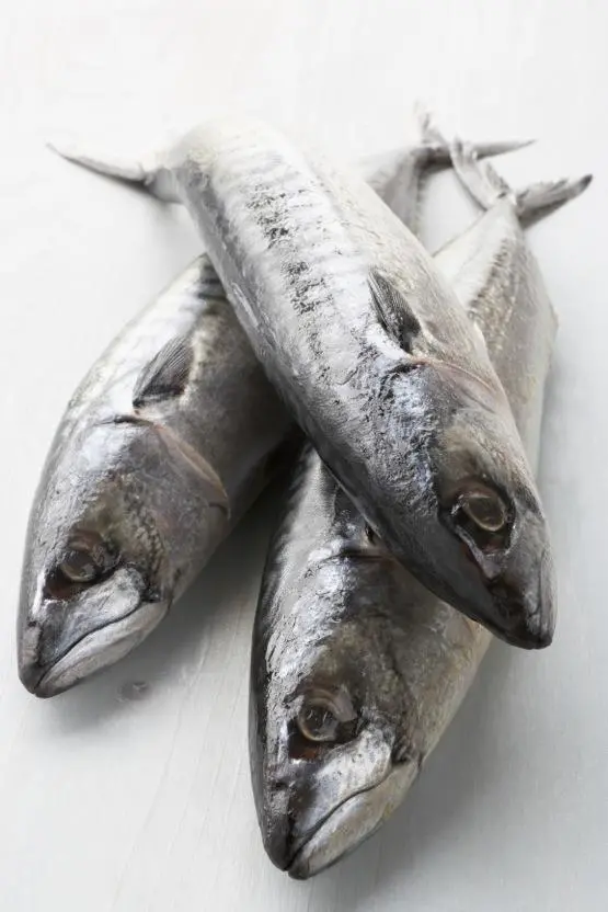 Big quota increases ahead for NEA mackerel?