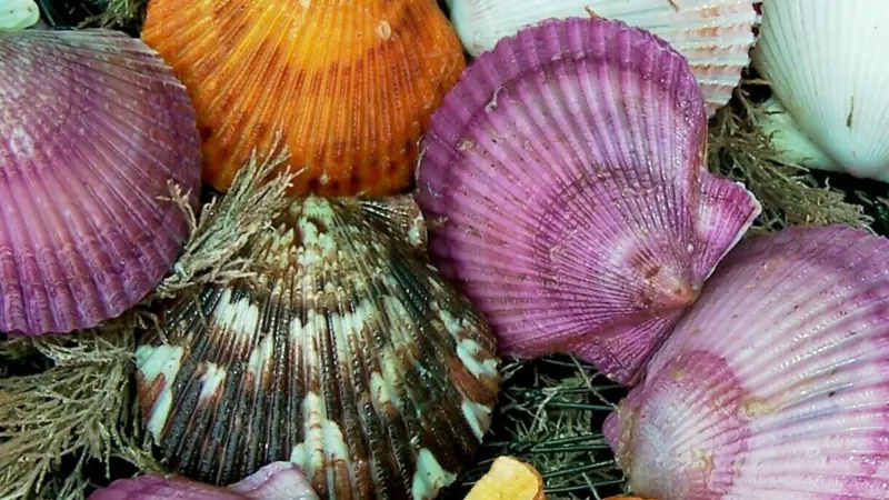 The Group exports 2,000 tonnes of scallop meat per year. Photo: AcuaPesca