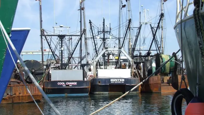 East Coast software schemes are claimed to obtain better prices for locally caught fish