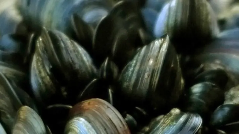 Green Seafoods' facility produces value-added blue mussels