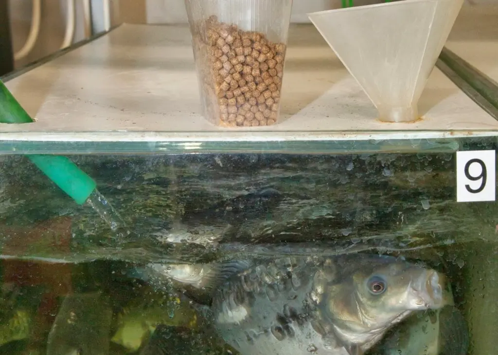 The ARRANIA project has made progress in finding fish feed alternatives