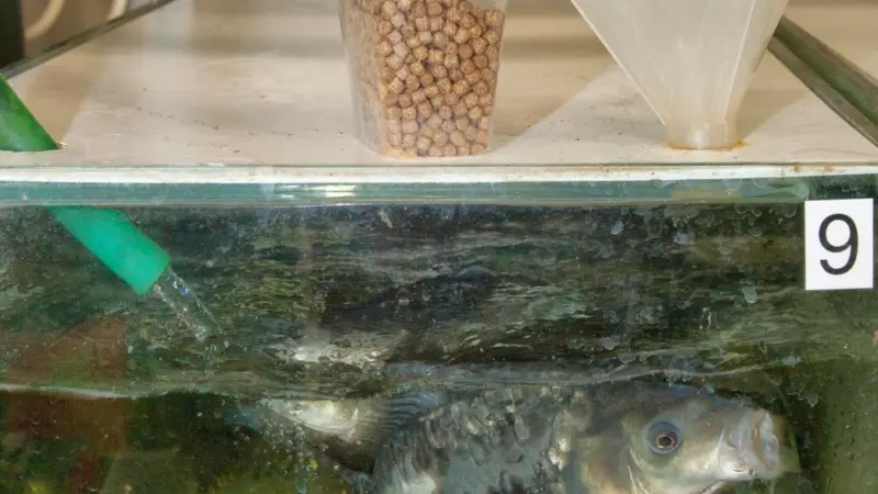 The ARRANIA project has made progress in finding fish feed alternatives