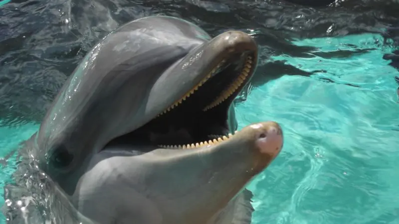 The 2013 Annual Report for Dolphin Safe Tuna has been released. © Stephanie Smithers