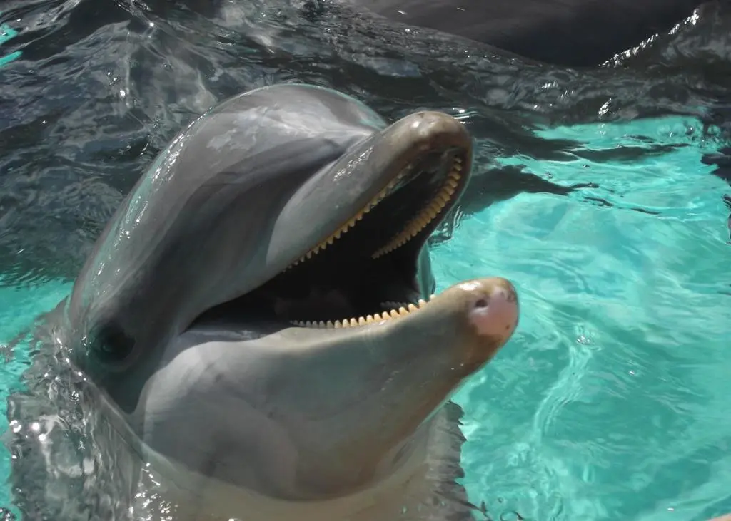 The 2013 Annual Report for Dolphin Safe Tuna has been released. © Stephanie Smithers