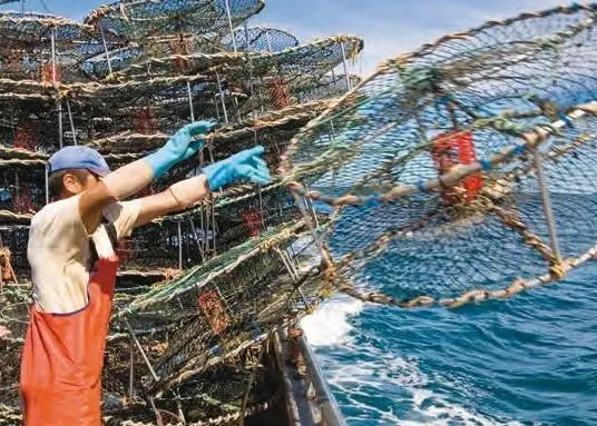 Illegal fishing activity has significantly decreased in Australia since 2005