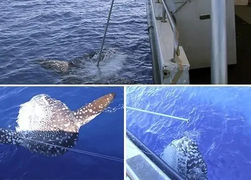 Steve Hall biopsy sampling a ‘Short Sunfish’ or ‘Southern Sunfish’ (Mola ramsayi) caught and released. Credit: AFMA