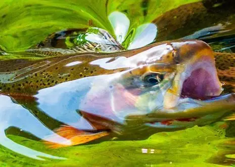 The 'map' provides a window into the evolution of rainbow trout. Photo: Eli Cureton/USFWS/Flickr
