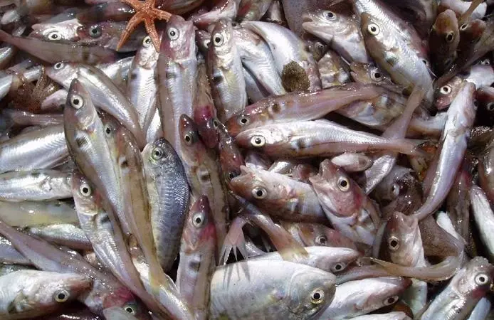 For North Sea stocks of haddock, scientific advice is being followed very closely. Credit: NOAA