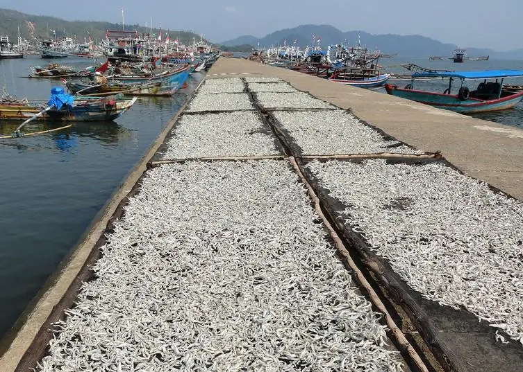 The countries will work together on projects in Sumatra and other locations. Photo: Fabio Achilli/Flickr