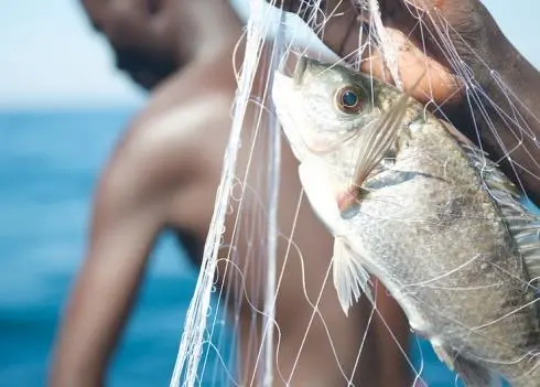 Fish now accounts for almost 17% of the global population’s intake of protein