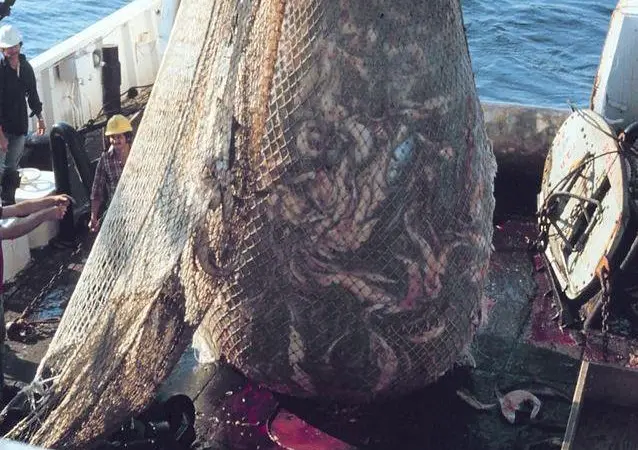Improved selectivity brings major benefits for fish stocks, birds and mammals. Credit: NOAA