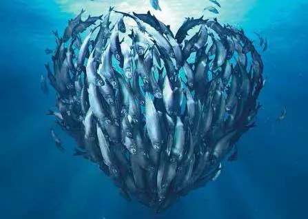 CodMarine is made from by-products from certified sustainable North East Arctic cod, haddock and saithe. Credit: Pharma Marine
