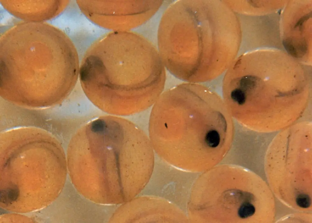 Landcatch’s eggs will be available later this year. Credit: United States Fish and Wildlife Service
