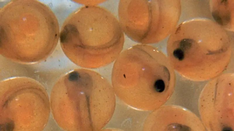 Landcatch’s eggs will be available later this year. Credit: United States Fish and Wildlife Service