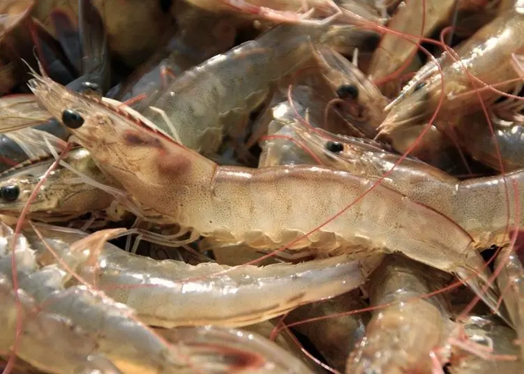 The first shrimp farm has entered into assessment against the ASC Shrimp Standard