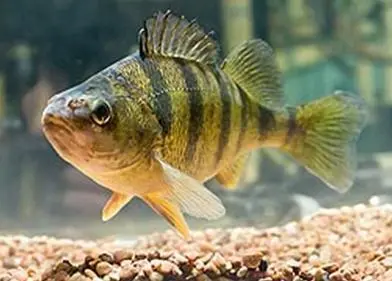 ARS scientists have developed the first fast, easy, reliable way to tell young yellow perch females from males